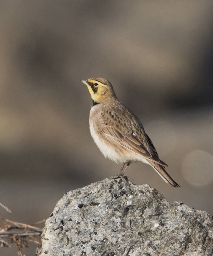 Shorelark