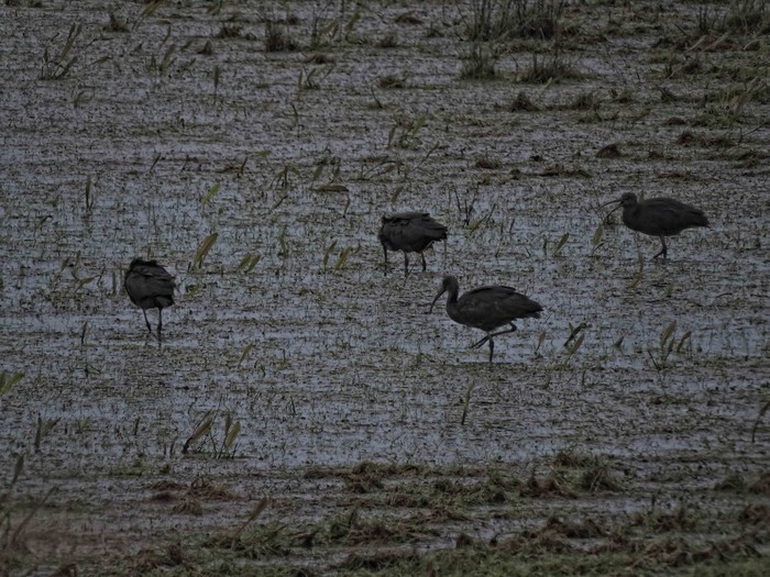 Glossy Ibis