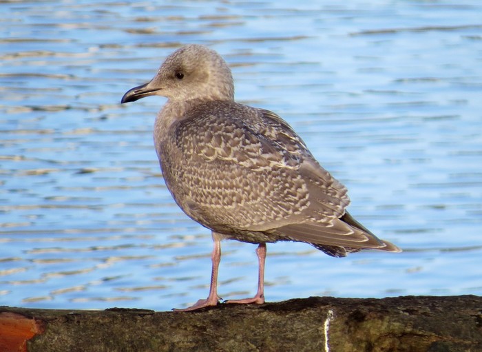 Kumlien's Gull