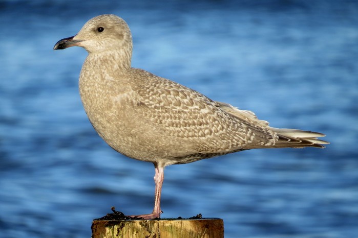 Kumlien's Gull