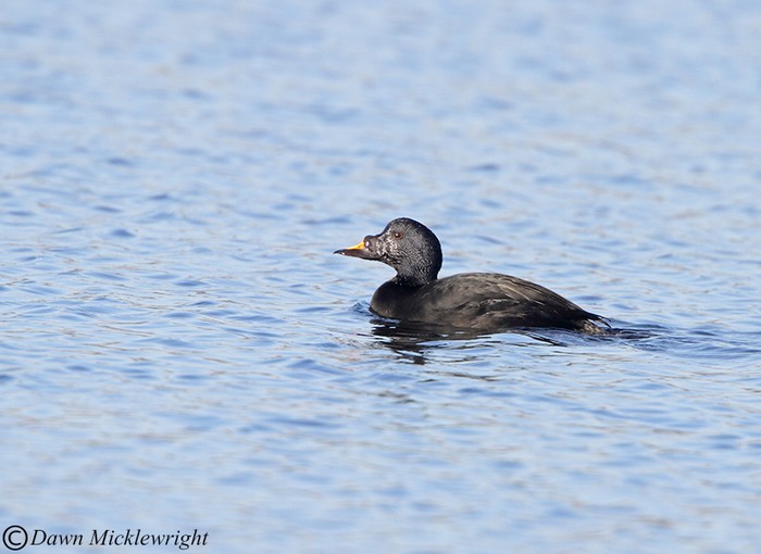 Common Scoter
