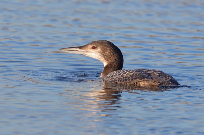 Great Northern Diver