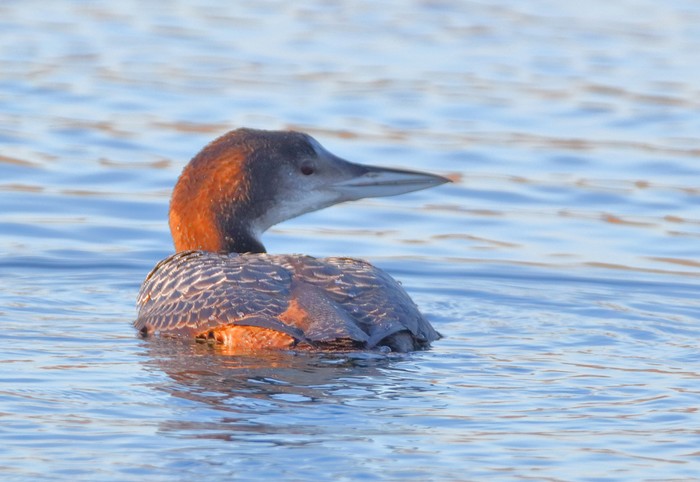 Great Northern Diver