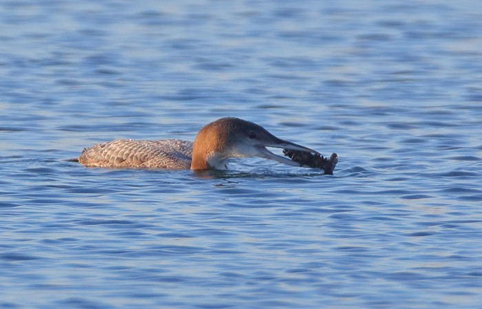 Great Northern Diver