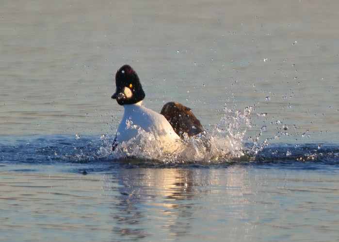 Goldeneye