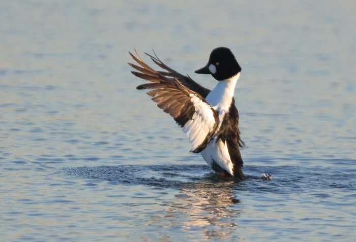 Goldeneye