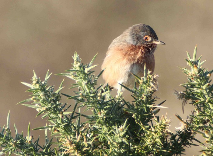 Dartford Warbler