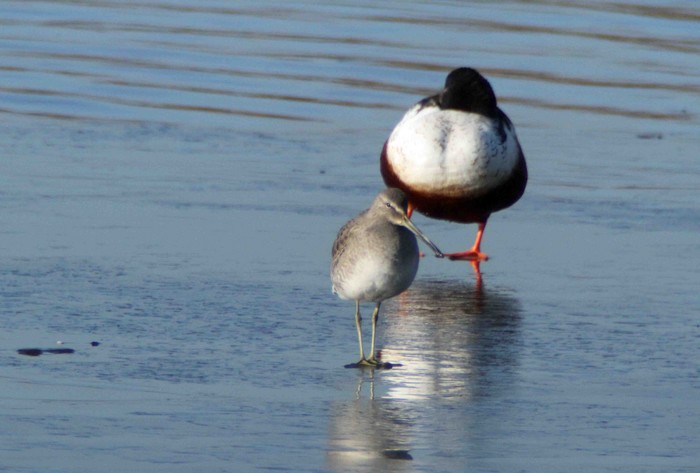 Long-billed Dowitcher