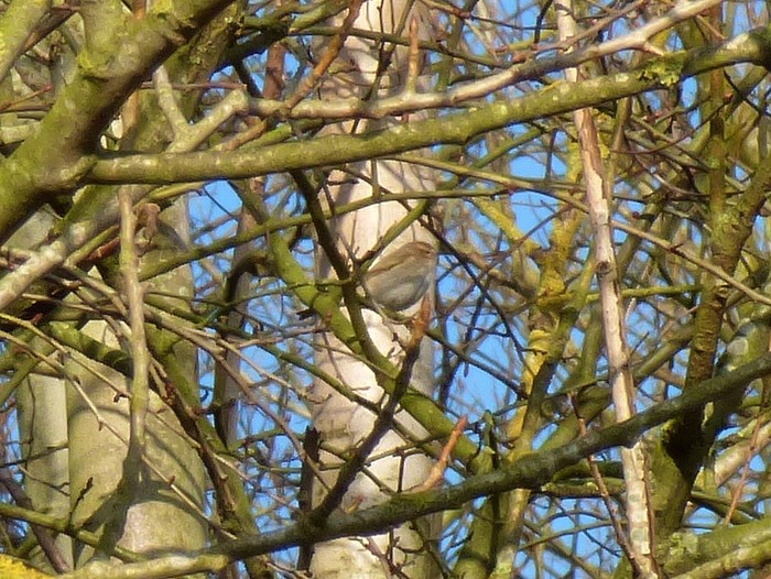 Siberian Chiffchaff