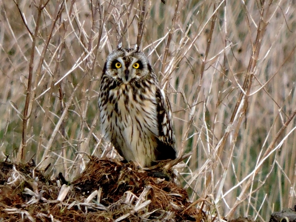 Short-eared Owl