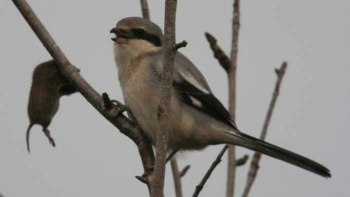 Great Grey Shrike
