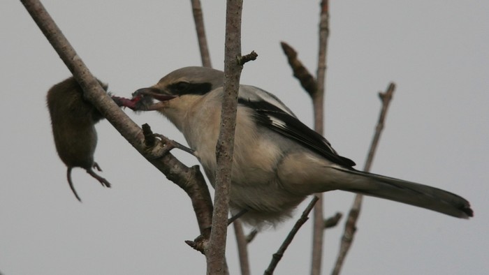 Great Grey Shrike