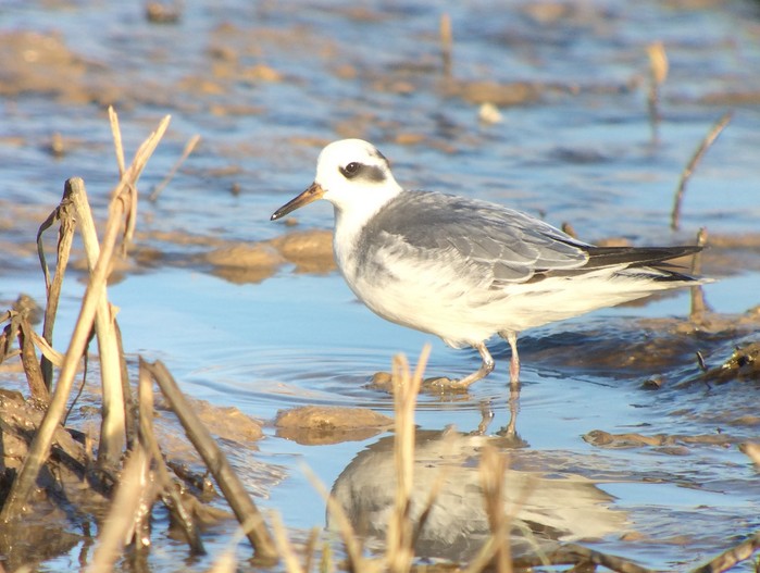 Grey Phalarope