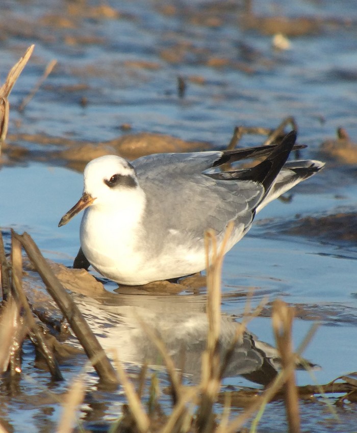 Grey Phalarope