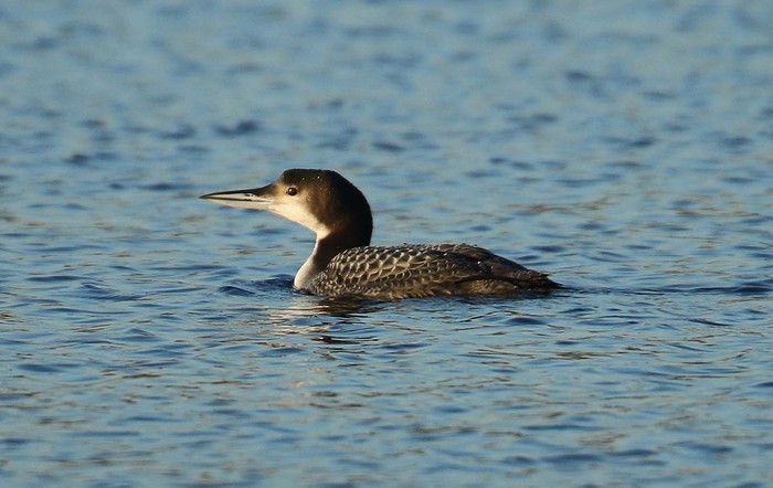 Great Northern Diver