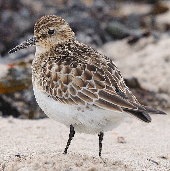 Baird's Sandpiper