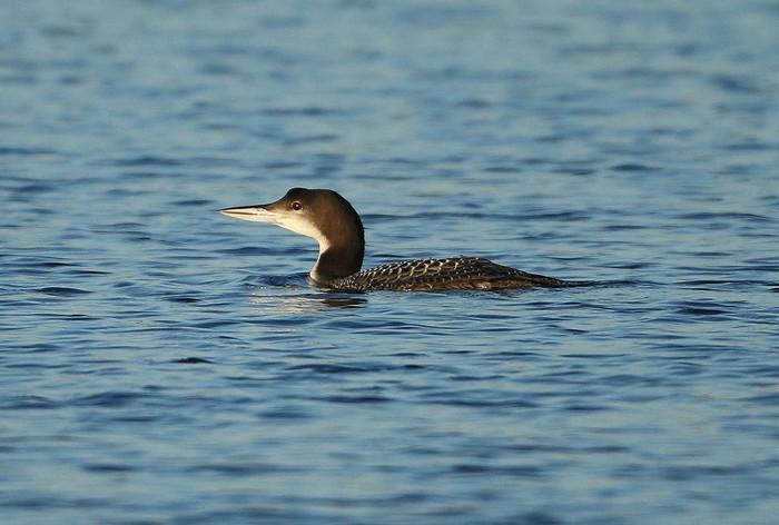 Great Northern Diver