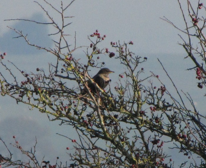 Ring Ouzel