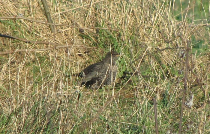 Ring Ouzel