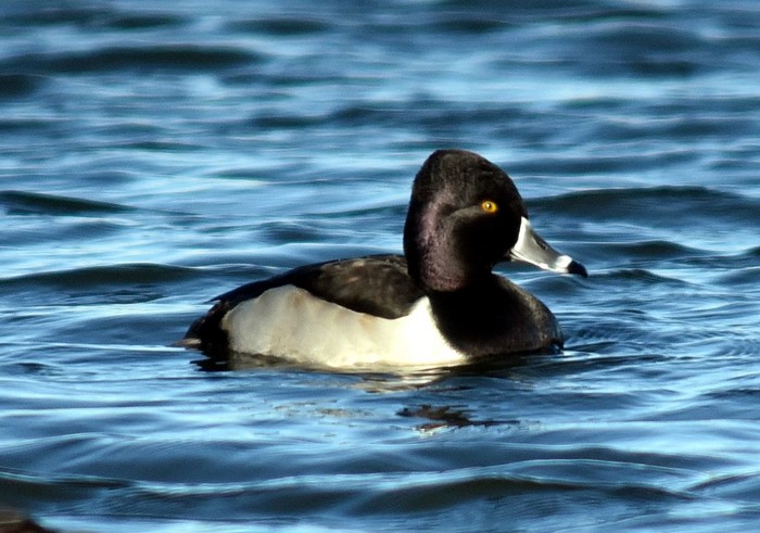 Ring-necked Duck