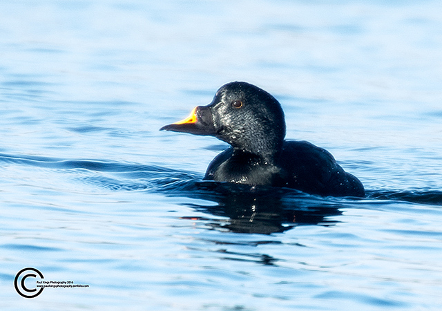 Common Scoter