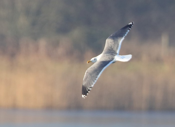 Yellow-legged Gull