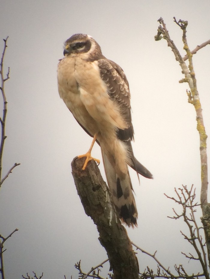 Pallid Harrier