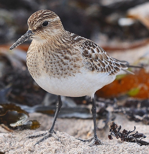 Baird's Sandpiper