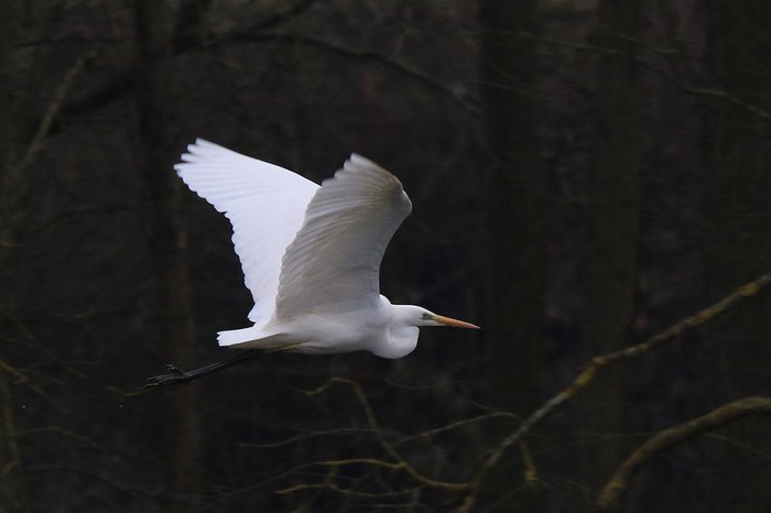 Great White Egret