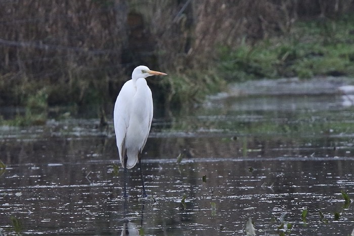 Great White Egret