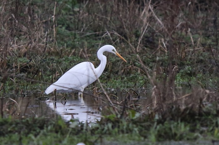 Great White Egret