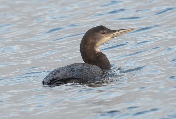 Great Northern Diver