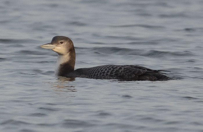 Great Northern Diver
