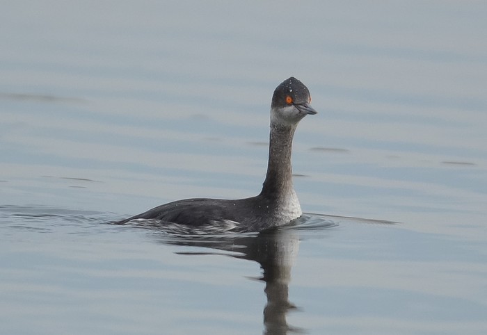 Black-necked Grebe