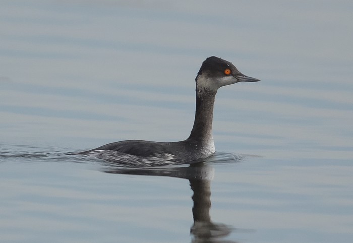 Black-necked Grebe