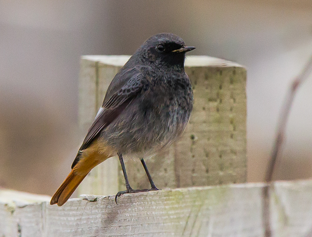 Black Redstart