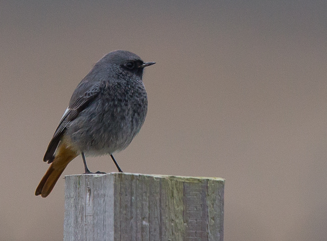 Black Redstart