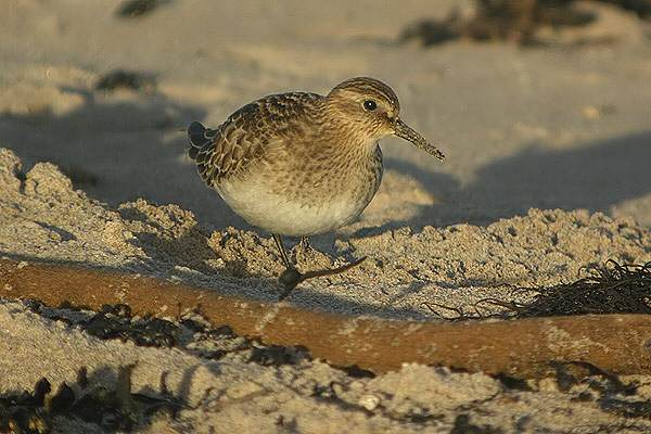 Baird's Sandpiper