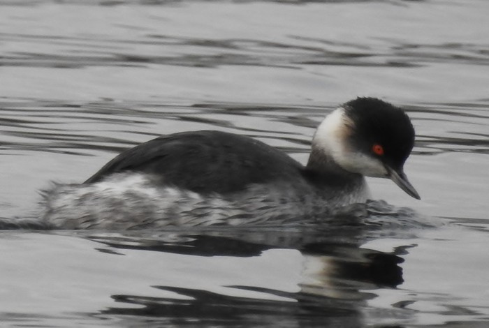 Black-necked Grebe
