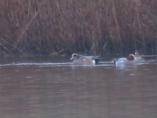 American Wigeon