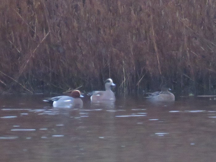 American Wigeon