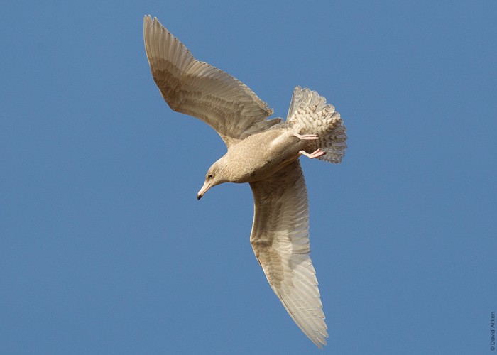 Glaucous Gull