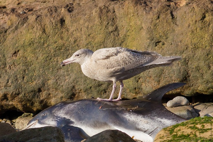 Glaucous Gull