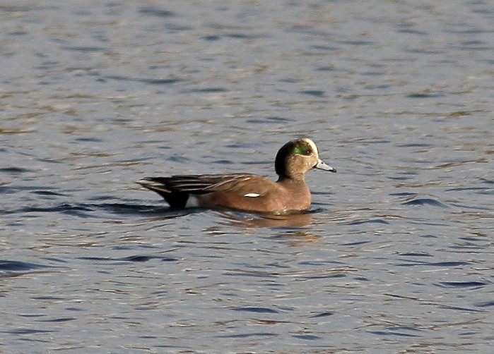 American Wigeon