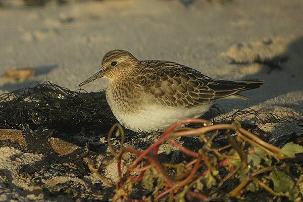 Baird's Sandpiper