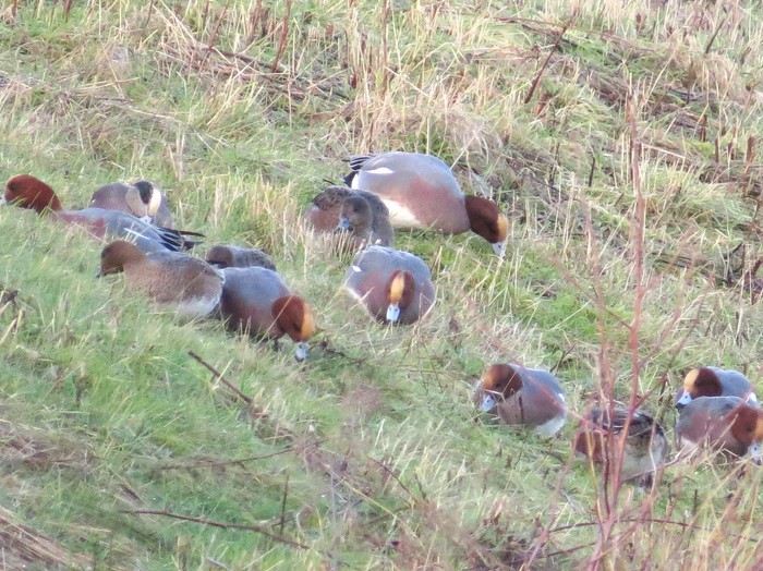 American Wigeon