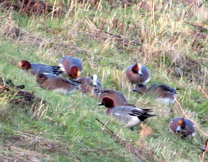 American Wigeon