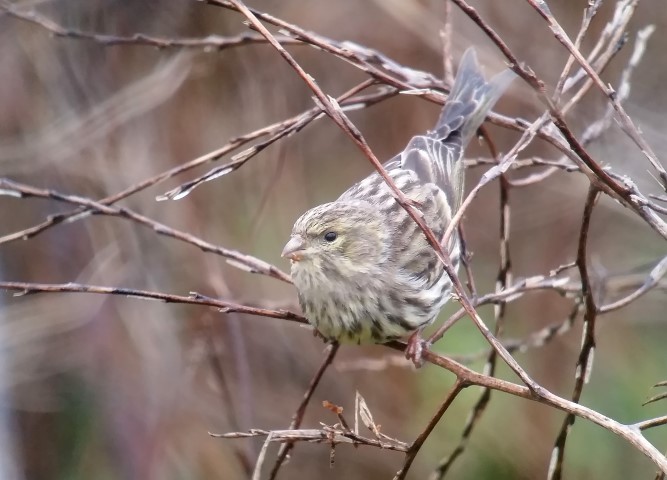 Serin