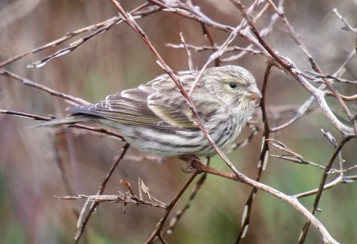 Serin