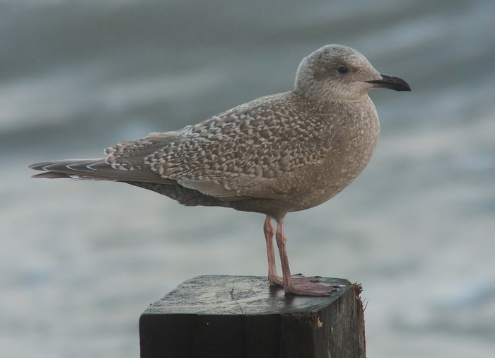 Kumlien's / Thayer's Gull
